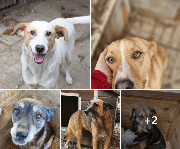 6 Langzeithunde ziehen ins Tierheim Iserlohn ❤️