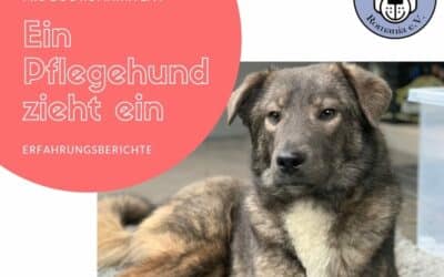 Ein Pflegehund zieht ein – Teil 6
