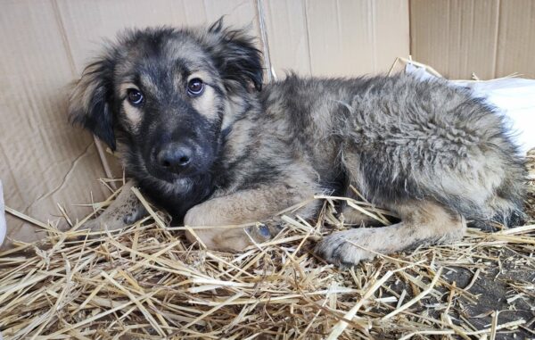 MAMBO - reserviert Betty - vermittelt