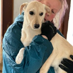 NIABI - auf PDR PS im PLZ Bezirk 35 - vermittelt