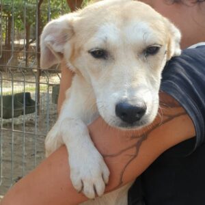 INDAH (♀) - vermittelt AL