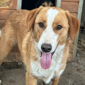 ELIAS (♂) - auf PDR PS im PLZ Bezirk 34 - vermittelt