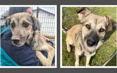 Vorher-Nachher: Shiny ist ein neuer Hund