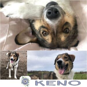 Keno in 10317 Berlin - vermittelt