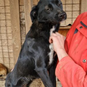 BELLE - reserviert Tierhilfe Lebenswert DR - vermittelt