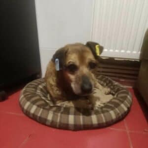 HENNES - reserviert PVA - vermittelt