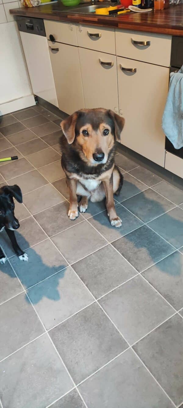Tokasi in 46399 Bocholt - vermittelt – Bild 2