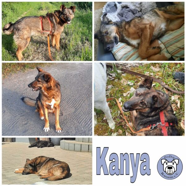 KANYA in 567.. bei Mayen - vermittelt