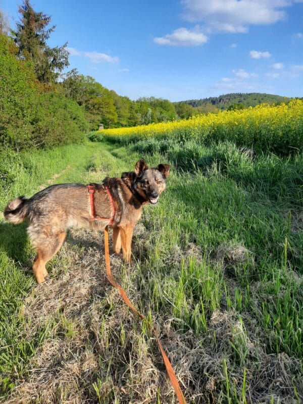 KANYA in 567.. bei Mayen - vermittelt – Bild 2
