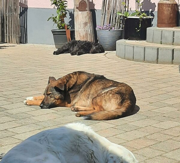 KANYA in 567.. bei Mayen - vermittelt – Bild 4