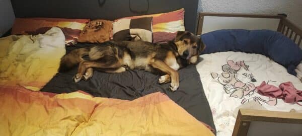 Tokasi in 46399 Bocholt - vermittelt – Bild 3
