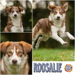 ROOSALIE (♀) in 21493 Möhnsen  - vermittelt