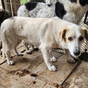 MALUHIA (♀) - seit 2020 im Shelter