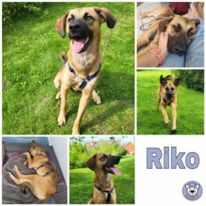 Riko in 38122 Braunschweig - vermittelt