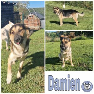 Damien in 66333 Völklingen im Saarland *vermittelt*