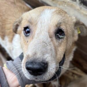 KLAUS (♂) - NOTFALL - müde und abgekämpft, linkes Auge entzündet und verklebt