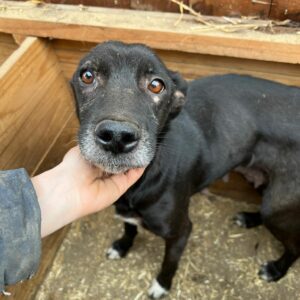 YOKA - auf PDR PS im PLZ Bezirk 34 - vermittelt