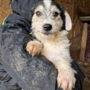 MUCK - reserviert Tierhilfe Lebenswert - vermittelt