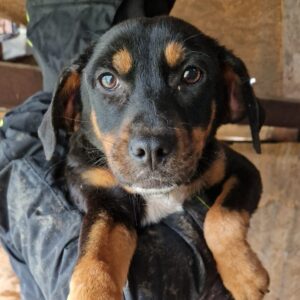 MITZI (♀) - vermisst 11/24