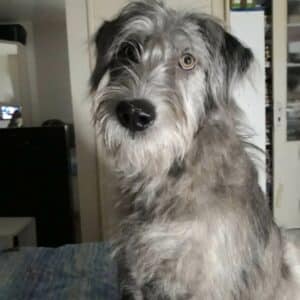 ZINA - in Rumänien vermittelt 06/24