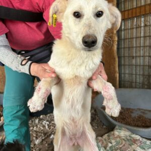 NEVA - reserviert für Tierhilfe Lebenswert - vermittelt