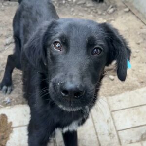 BLACKI - auf PDR PS im PLZ Bezirk 53 - vermittelt