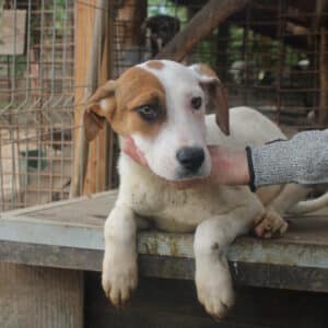 PUMBA - dringend Platz gesucht - auf PDR PS im PLZ Bezirk 2 - vermittelt