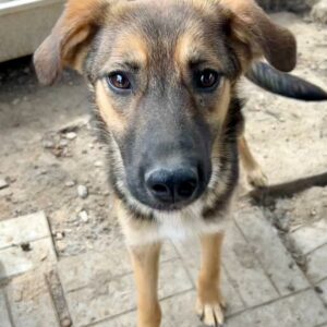 ANABELL (♀) - auf PDR PS im PLZ Bezirk 53 - vermittelt