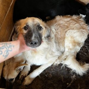 KONNI - wird schüchtern, muss aus dem Shelter - ausgereist zum TH Koblenz