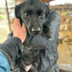 ADELINA - sitzt seit Anfang 2023 in überfülltem Welpenkennel - auf PDR PS im PLZ Bezirk 76  - vermittelt