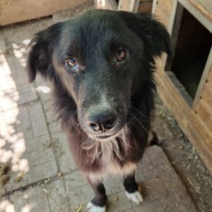 TAMANI (♂) - Notfall - Hautprobleme + Hinterhandprobleme - vermittelt Manuela