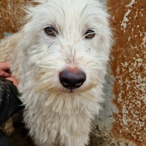 YEVER - sollte zeitnah ausreisen - vermittelt