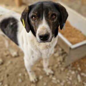 FELIAN - ausgereist zur Arche Noah