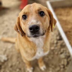 SINA - ausgereist zur Tierhilfe Lebenswert