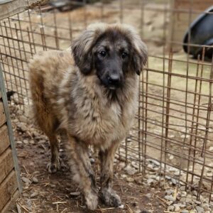 CLOUD - bereits unsicher, sollte schnellstmöglich ausreisen - reserviert Manuela - vermittelt