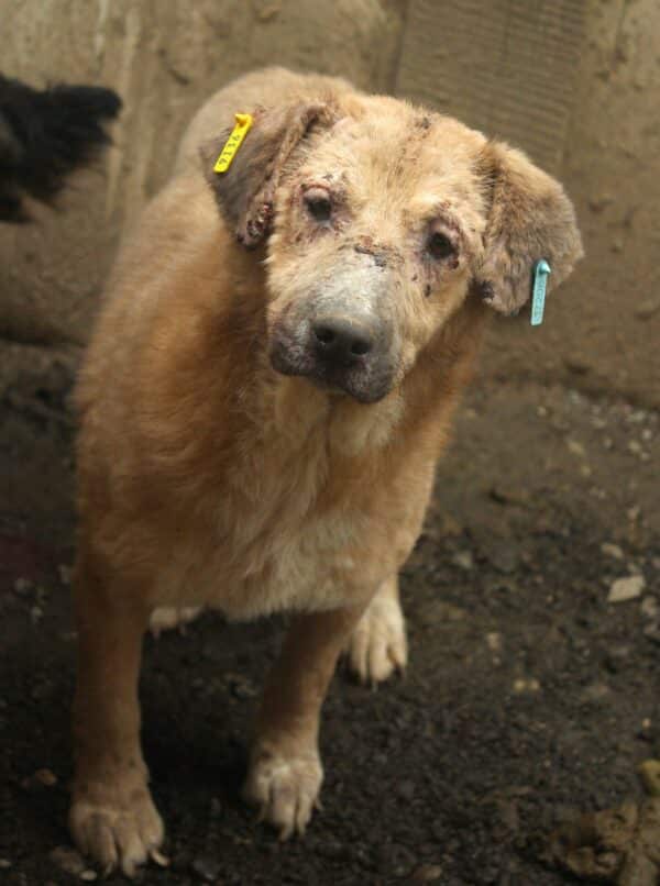 FRAYA (♀) - starke Hautprobleme - ausgereist zum Tierschutzverein Angsthund (AT) – Bild 3