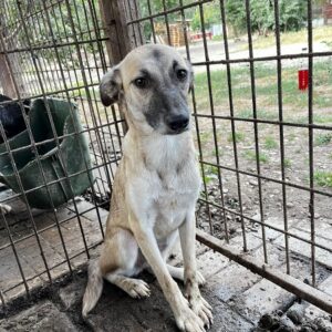 SONIA - sehr lieb, wird aber langsam schüchtern - sollte bald raus - ausgereist zum TH Koblenz