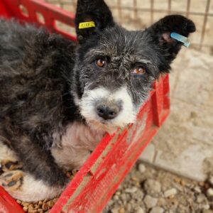 FLOKKE - auf PDR PS in PLZ Bezirk 16 - vermittelt