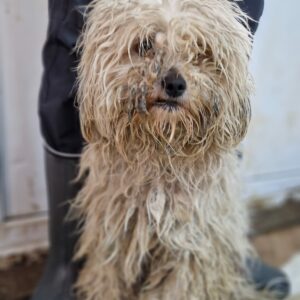 BRÖSELCHEN - sehr verfilzt - reserviert Tierhilfe Lebenswert DR - vermittelt
