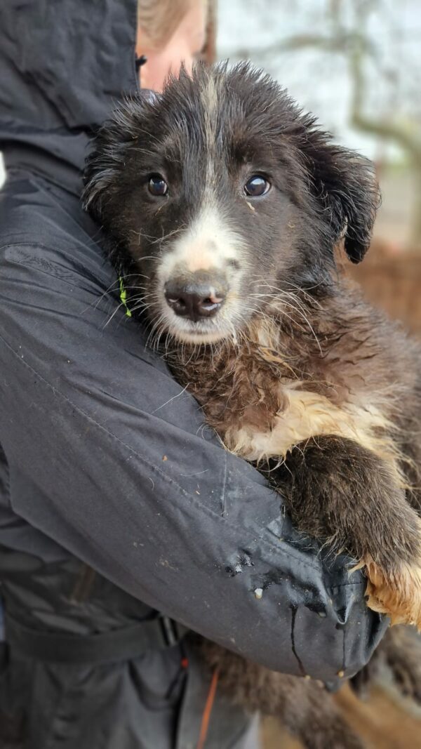 MERCY - reserviert Hundescheune Fläming - vermittelt – Bild 5