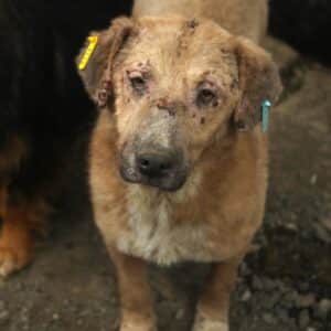 FRAYA (♀) - starke Hautprobleme - ausgereist zum Tierschutzverein Angsthund (AT)