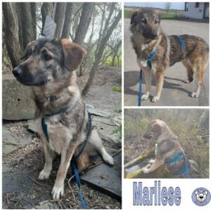 Marliese in 34474 Diemelstadt  - vermittelt