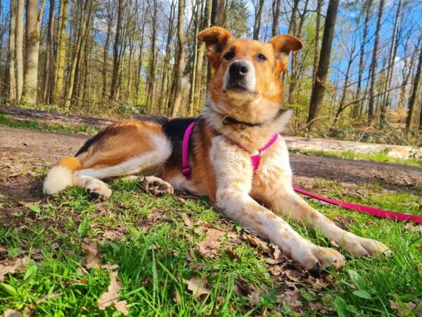 Emilia in 64846 Groß-Zimmern - vermittelt – Bild 6