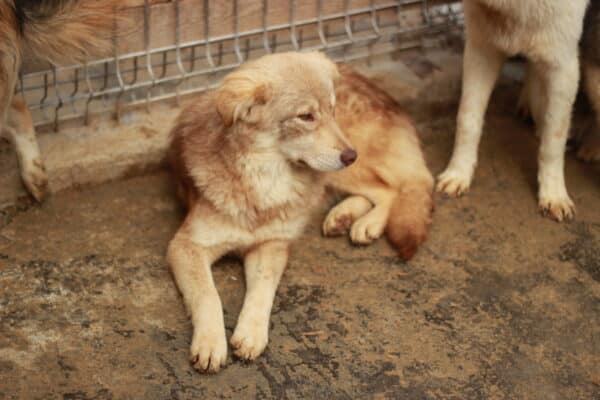 LIVA - reserviert Kinder- und Tierschutzhof Hahnenberg e.V. - vermittelt – Bild 3