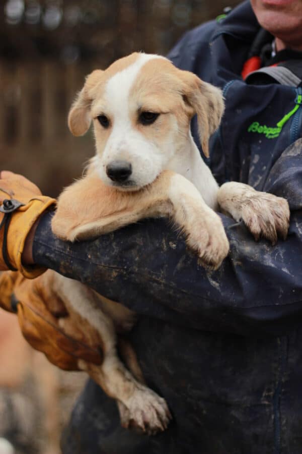 LOMME - - reserviert Kinder- und Tierschutzhof Hahnenberg (GC 06.06.) – Bild 2