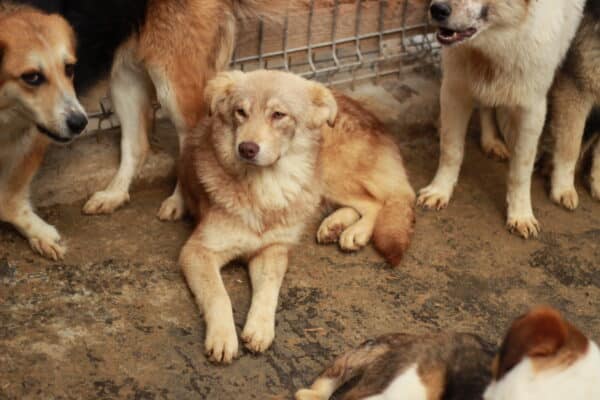 LIVA - reserviert Kinder- und Tierschutzhof Hahnenberg e.V. - vermittelt