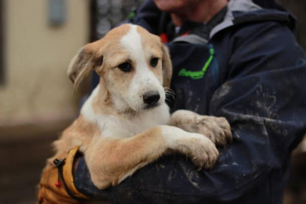 LOMME - - reserviert Kinder- und Tierschutzhof Hahnenberg (GC 06.06.) – Bild 3