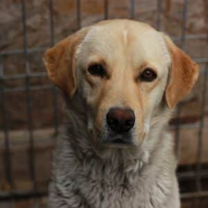 PORY - zu dünn sollte zeitnah reisen - vermittelt Manuela