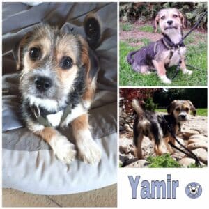 Yamir in 74357 Bönnigheim - vermittelt