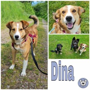 Dina in 08058 Zwickau - vermittelt